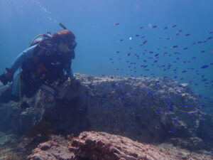 山口県青海島の海の中　ソラスズメダイとダイバーの写真