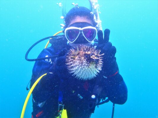 海の中でハリセンボンがまん丸と膨らんでいる ハリセンボンとダイビングをしている人