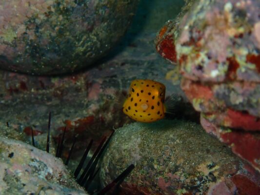 ミナミハコフグの幼魚の正面から撮った写真