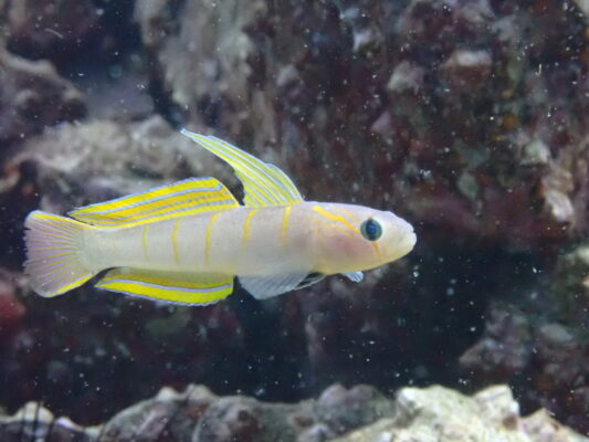 チャガラびより～青海島の海より～