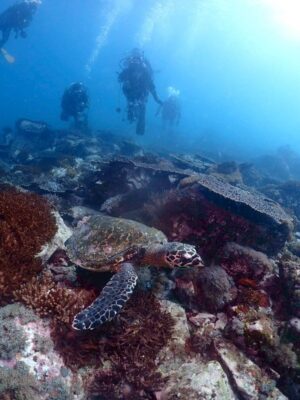延岡BLUEの海　タイマイ（ウミガメ）に出会う
