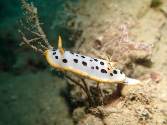 【海牛（ウミウシ）】ちいさな海の宝石